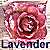 Lavender Pearl tinted miniature rose