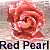 Red Pearl tinted miniature rose