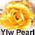 Yellow Pearl tinted miniature rose